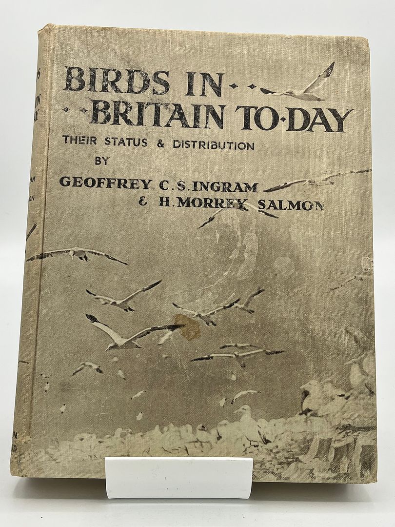 Birds In Britain Today
