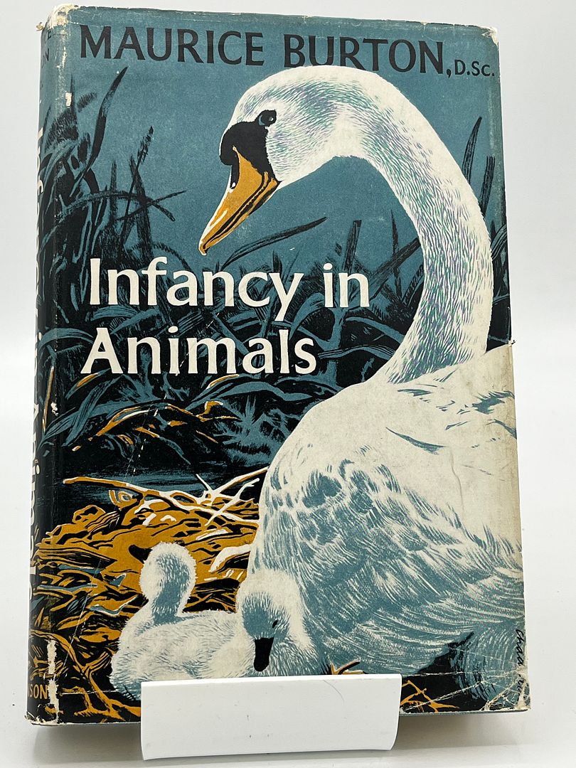 Infancy In Animals