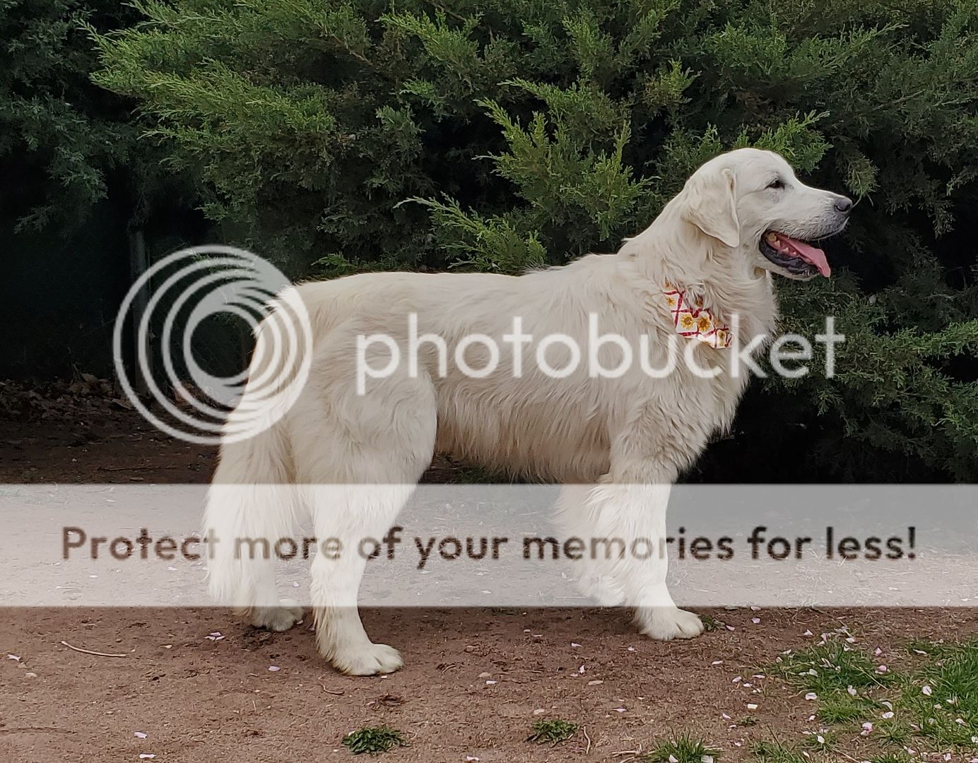 Photobucket - Video and Image Hosting