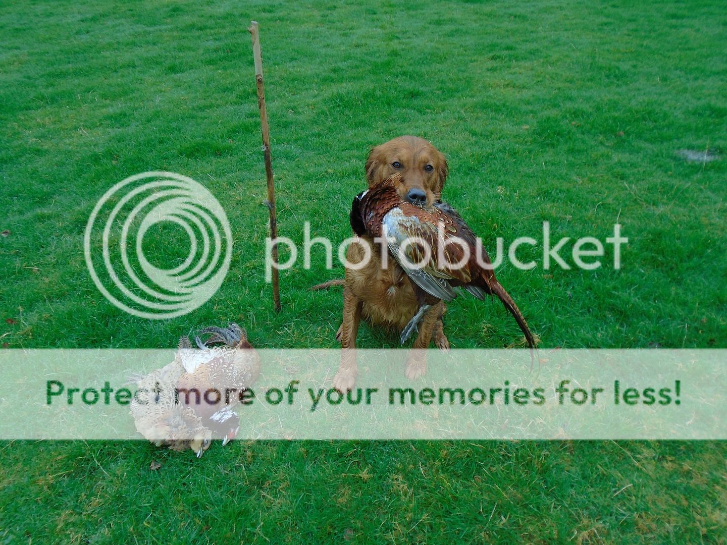 Photobucket - Video and Image Hosting