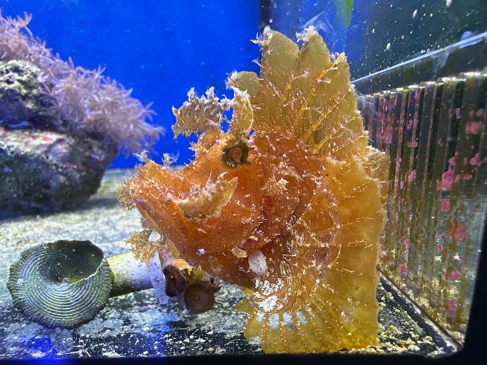 Scorpion Fish - Eager Eater & Absolutely Stunning! | San Diego Reefs