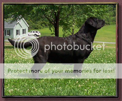 Photobucket - Video and Image Hosting