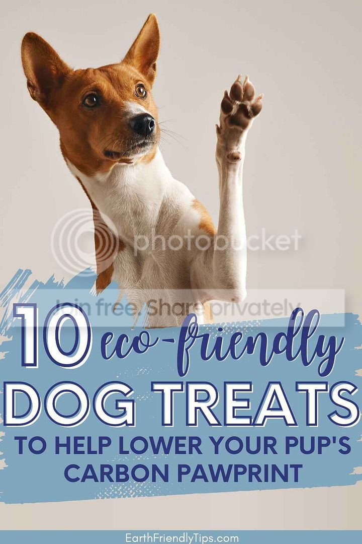 Picture of dog raising paw with text overlay 10 Eco-Friendly Dog Treats to Help Lower Your Pup's Carbon Pawprint