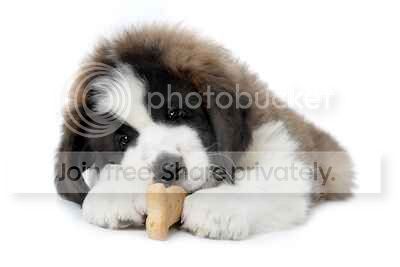 Saint Bernard puppy chewing on dog treat on white background