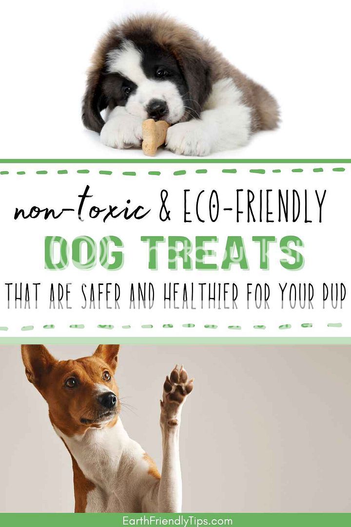 Edible Dandelion Foraging Tray For Small Animals 100% Natural Feed Non