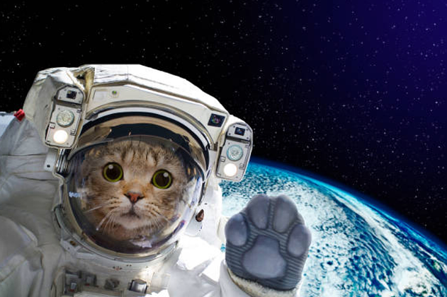 SPACE CAT