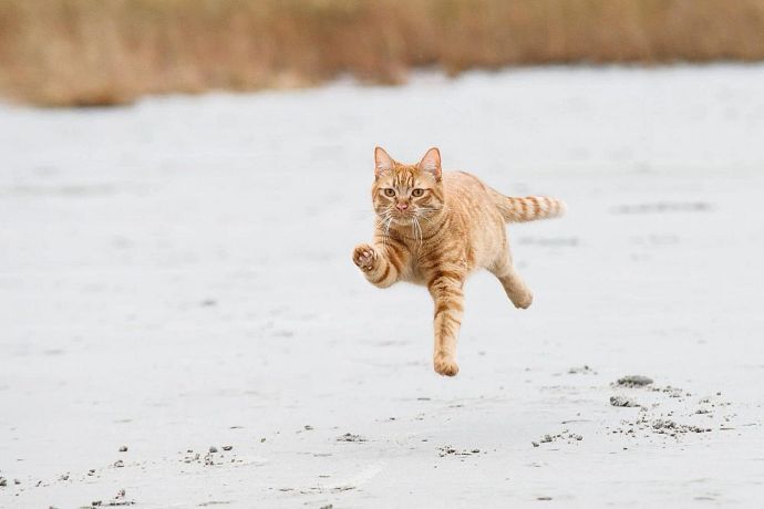 gingercatbeach