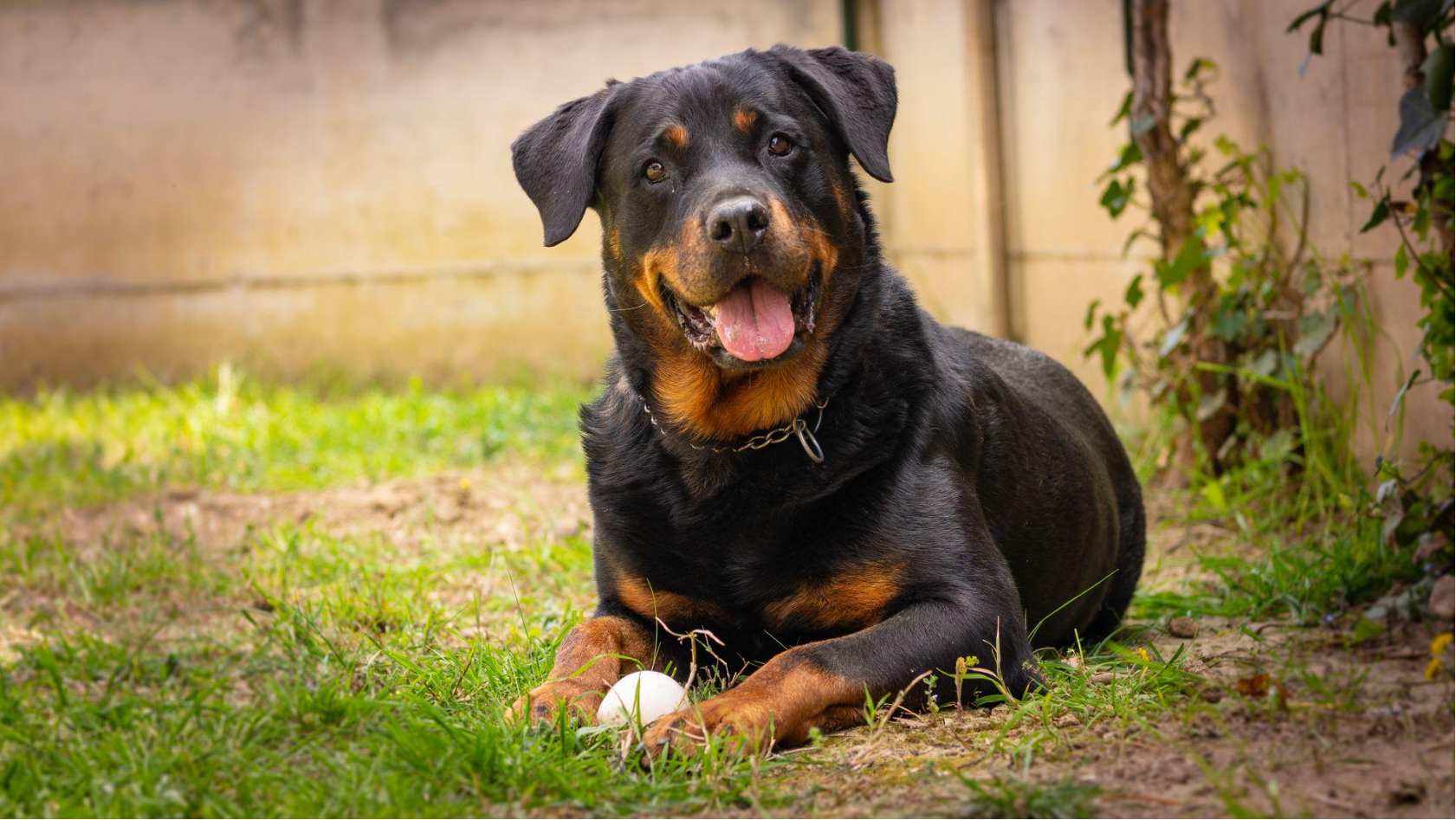 Rottweiler laying down in yard