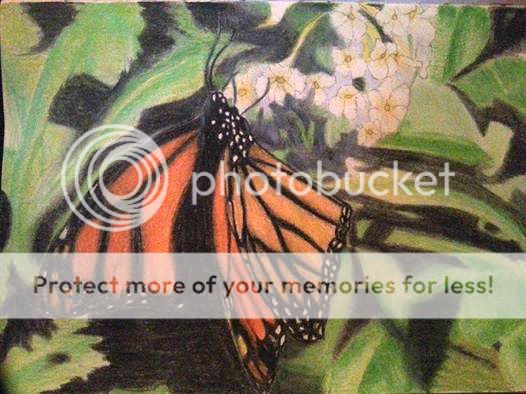 Monarch_(nature,_colored_pencil_on_8x10_grey_paper).jpg