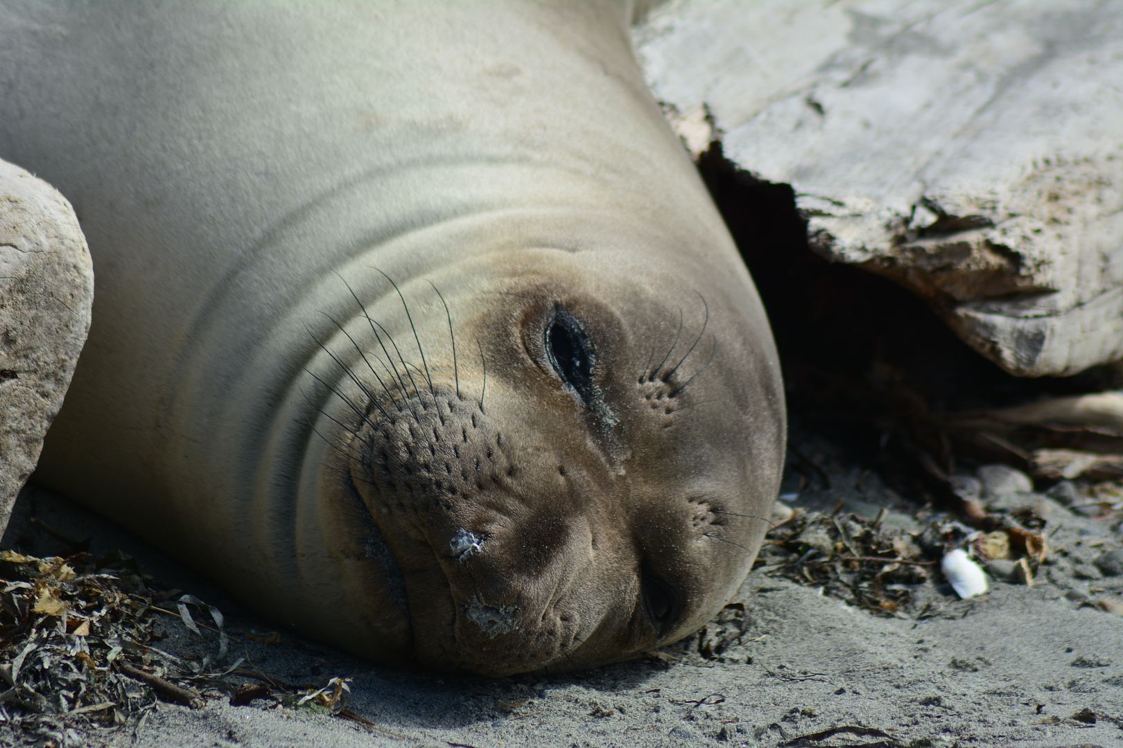 another seal