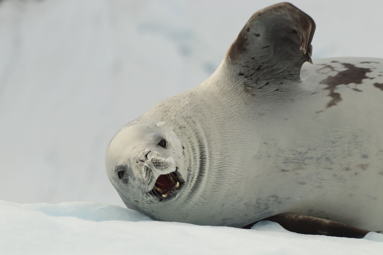 another seal