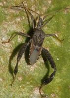 Narnia inornata © Juan Cruzado Cortés