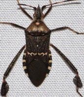 Leptogloccus clypealis © strix_v