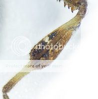 Leptoglossus occidentalis © Chris Moody