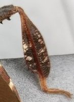 Leptoglossus corculus © Nathan Richardson