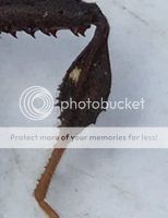 Leptoglossus fulvicornis © edgeelementary