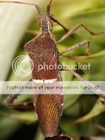 Leptoglossus phyllopus © Meghan Cassidy