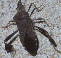 Leptoglossus oppositus © Robert Webster