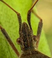 Leptoglossus concolor © Sandra H Statner