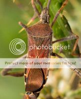 Leptoglossus phyllopus © Ricardo Arredondo T.