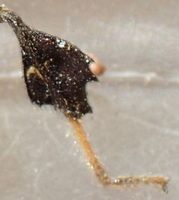 Leptoglossus brevirostris © Cedric Lee