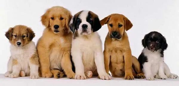 Descubre todas las razas de perros pdf libro gratis