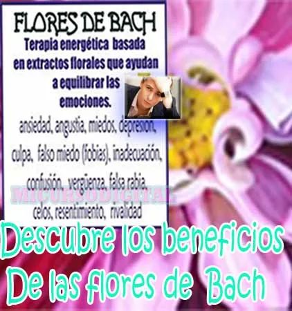 manuales flores de bach esencias terapia floral