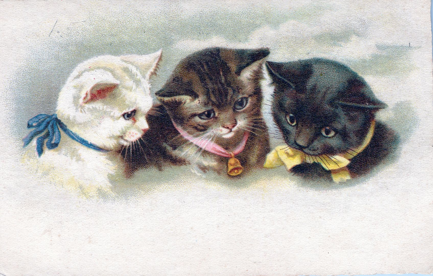 Three Cats With Ribbons Postcard - 1923 - Picture 1 of 2