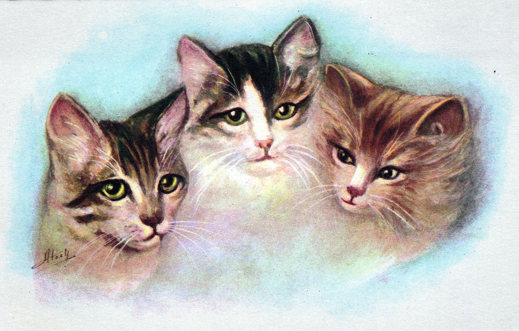 Three Cats Postcard - Picture 1 of 2
