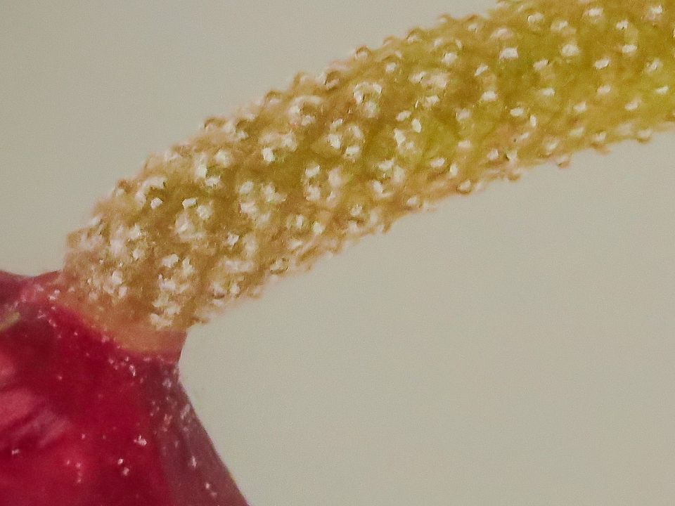 IMAGE: https://hosting.photobucket.com/images/i63/wiltonw/Competition-1.jpg?width=960&height=720&fit=bounds