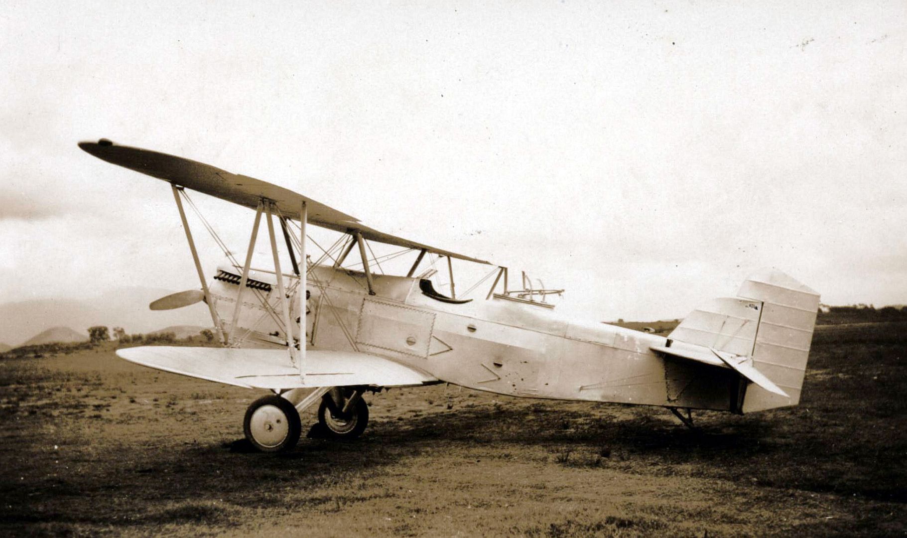 Chilean Falcon Chilean Falcon