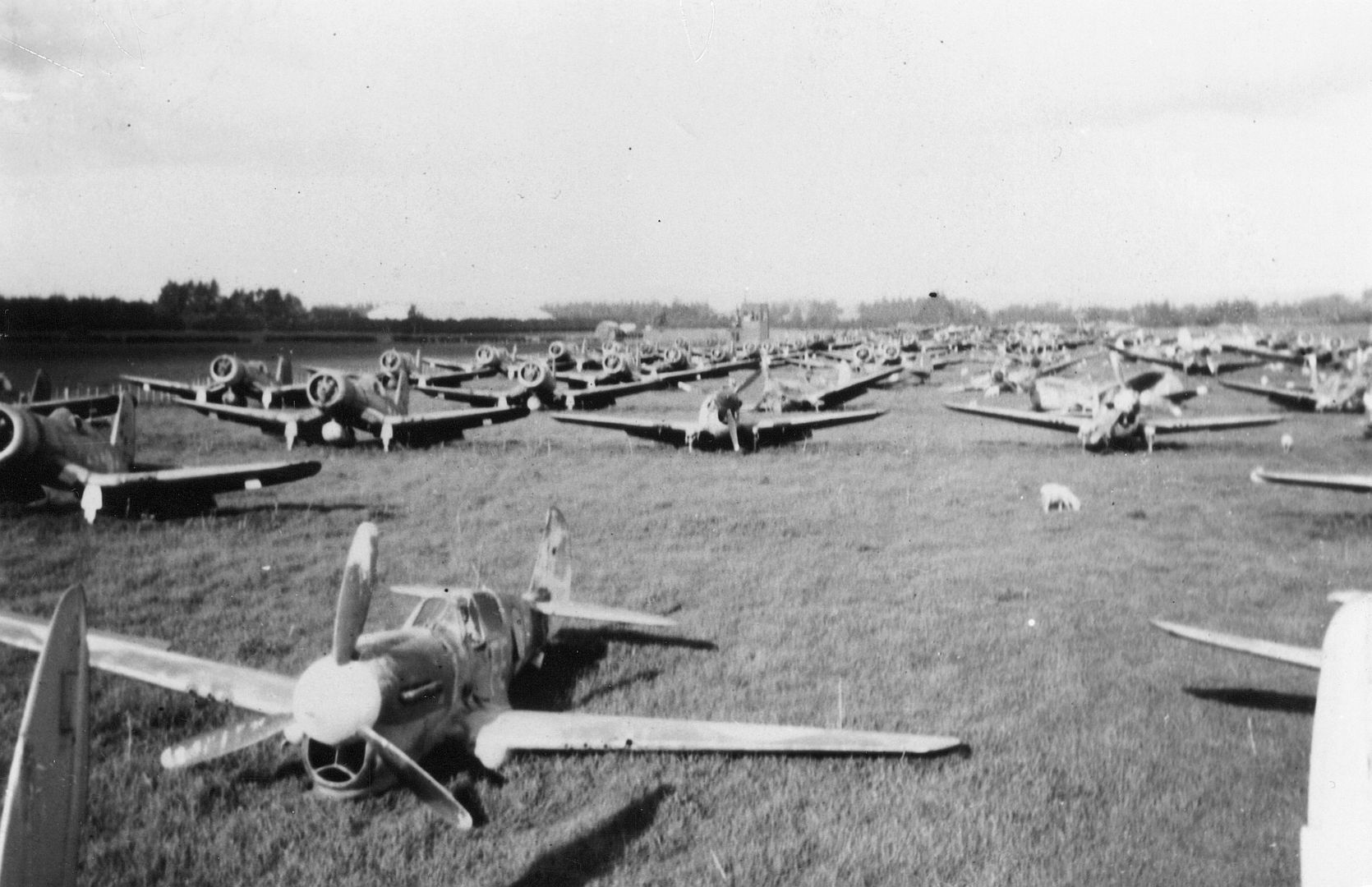 Kiwi Kittyhawk 43 Kiwi Kittyhawk 43