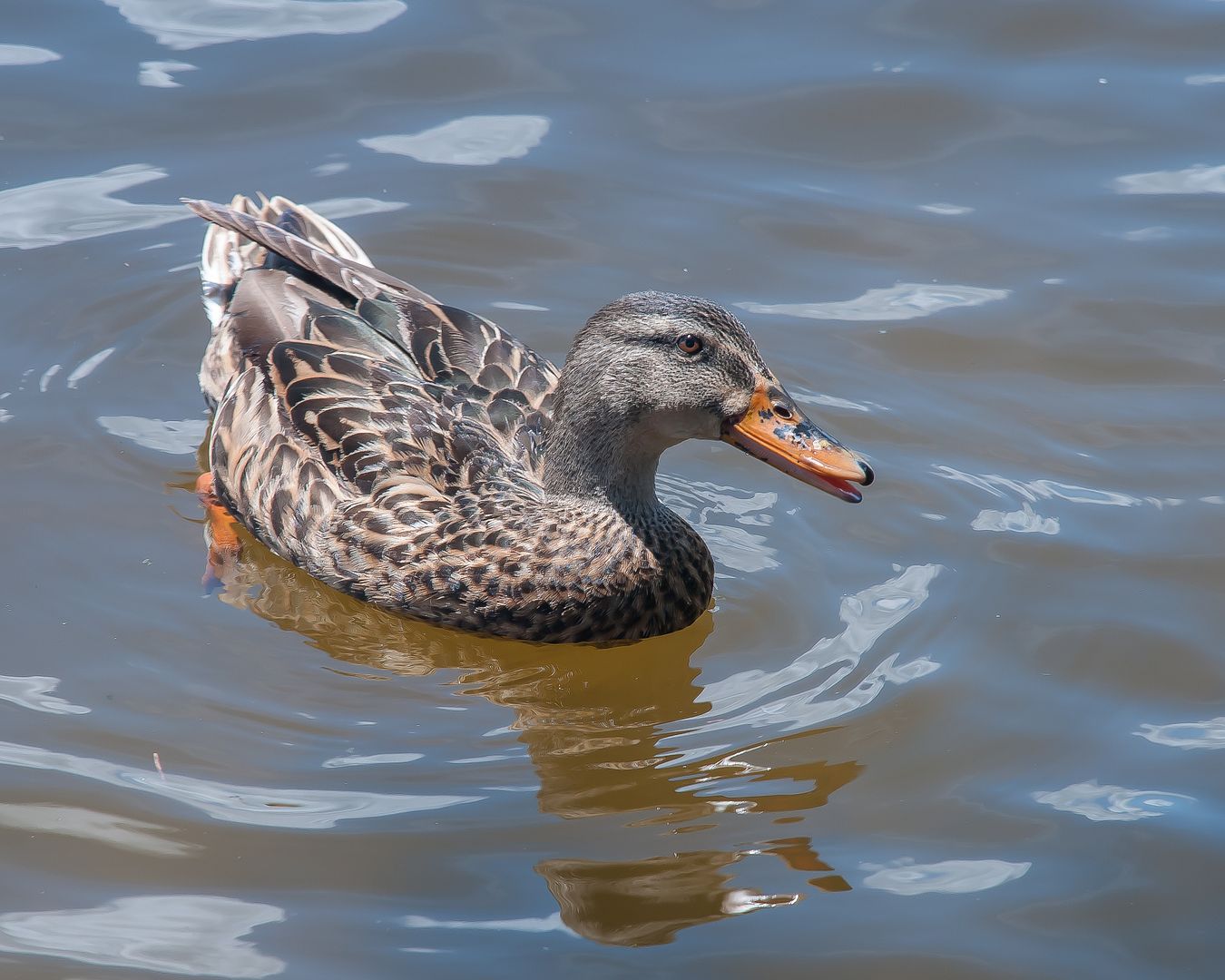 The Duck