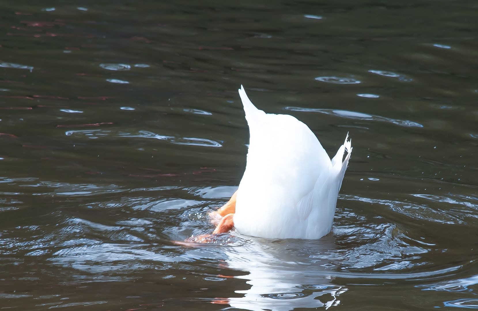Bottoms Up
