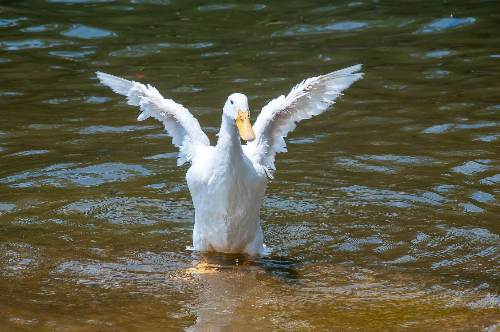 Can I Fly?