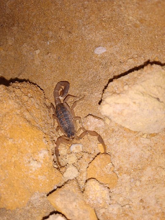 scorpion_