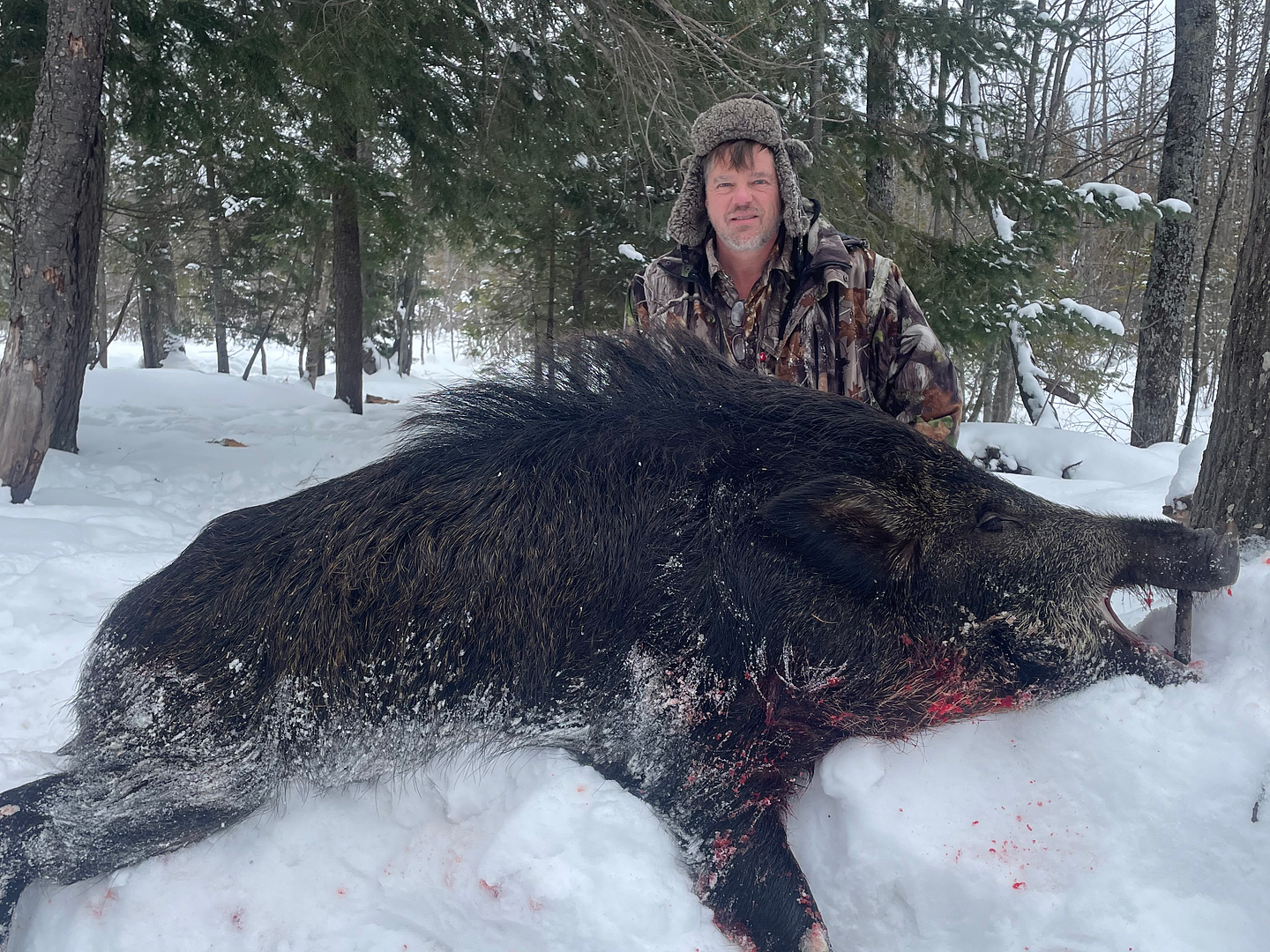 Wild Boar