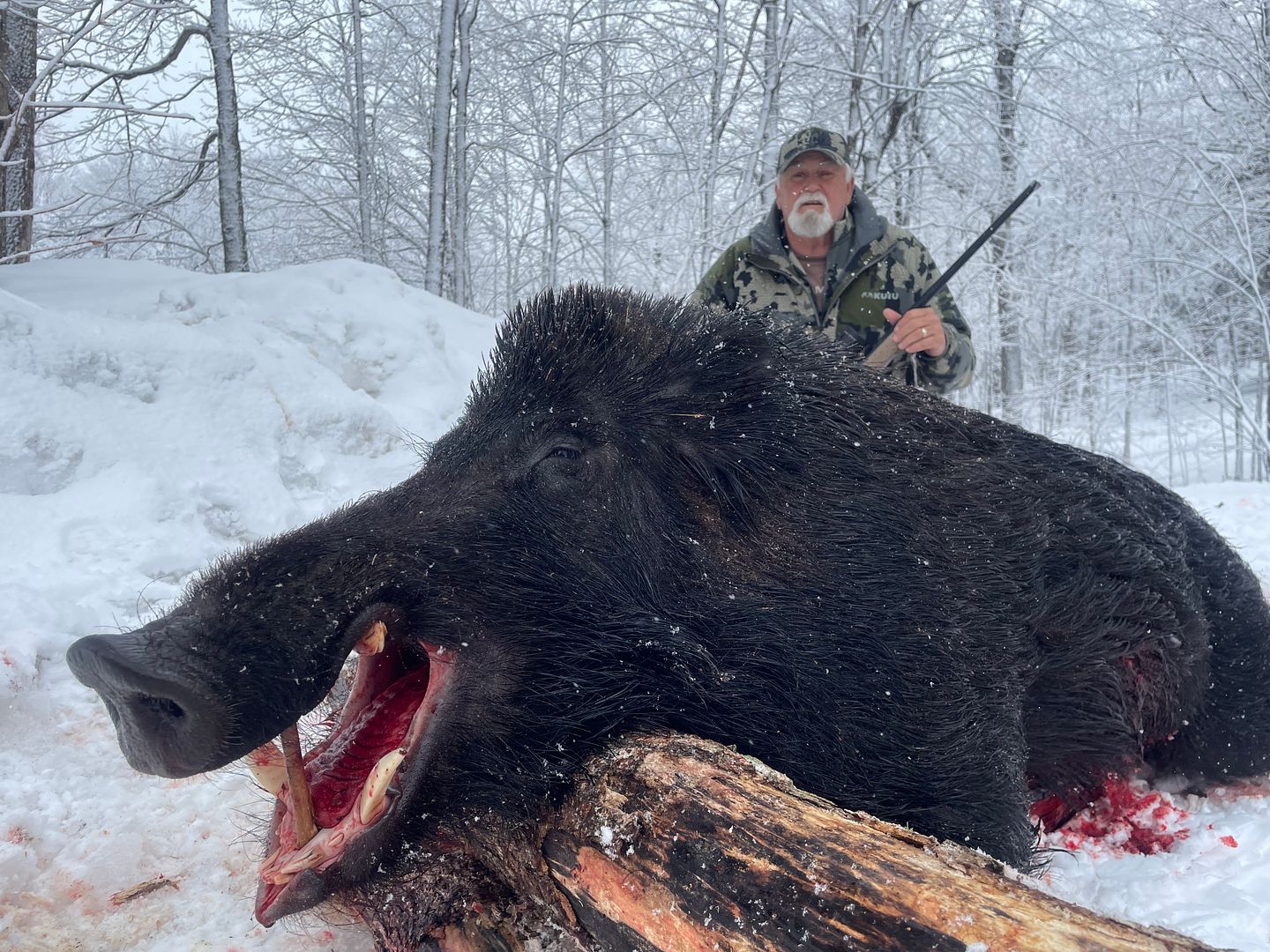 Wild Boar, Michigan Snow Hunt