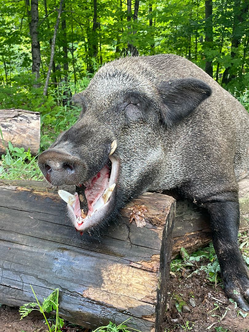 Wild Boar, Michigan Summer Boar Hunt