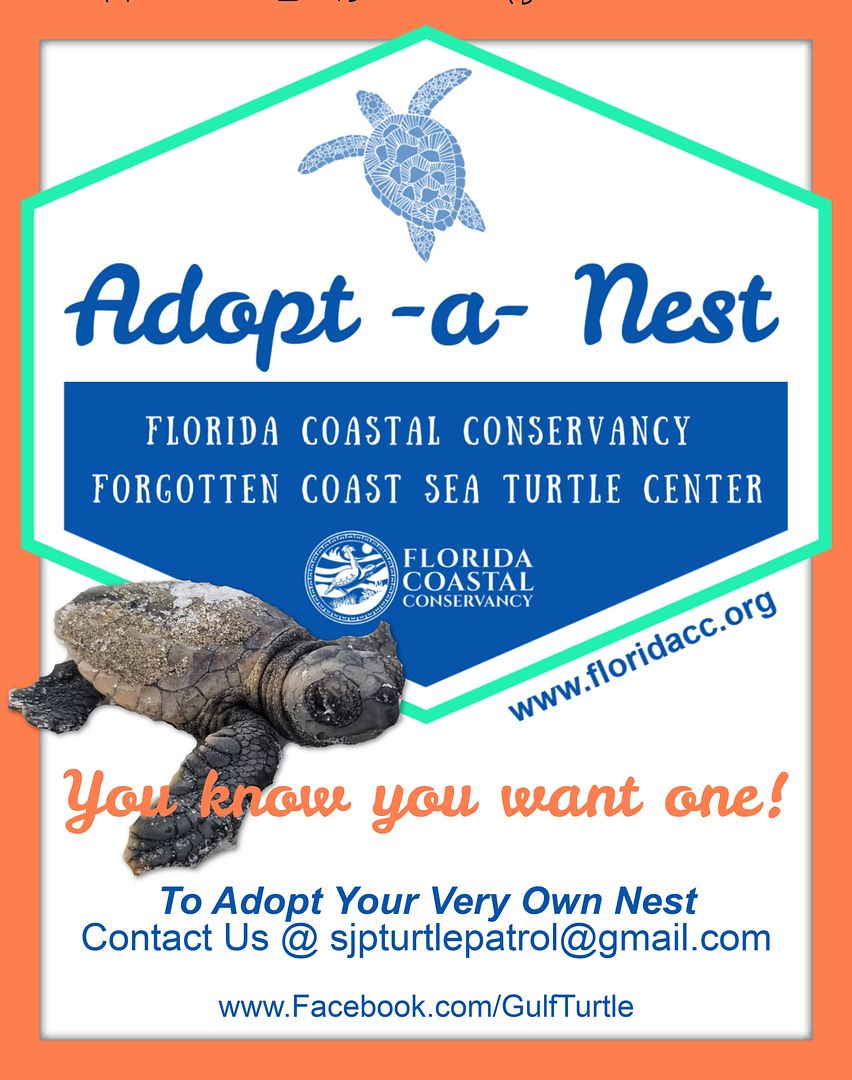 St. Joeseph Peninsula Turtle Patrol Adopt A Nest Program