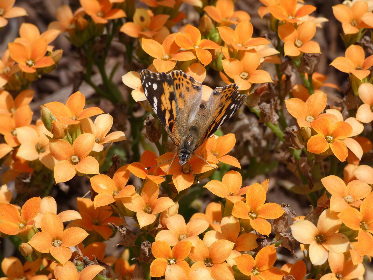 Avoiding Regret: Photo Essay: Soaring With Butterflies at South Coast