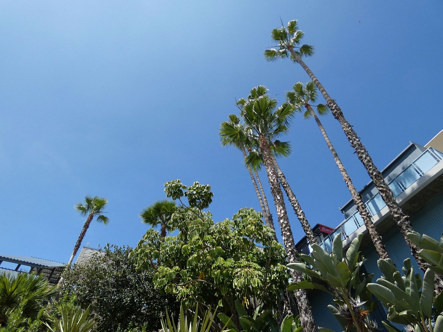 dodger stadium botanical garden tour