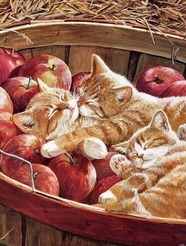 (resized) Cats napping in apples