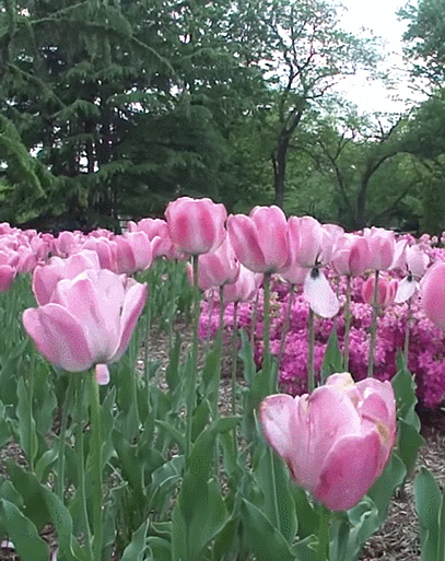 Animated tulips
