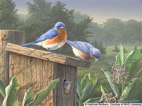 Bluebirds-Family-home-made-bird-houses-song-birds-farms-old-barns-originals-acrylics-paintings-art-prints-for-sale-by Jim Hautman-l.jpg329165731