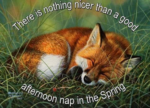 Fox having nap in grass