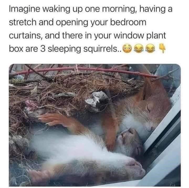 3-sleeping-squirrels