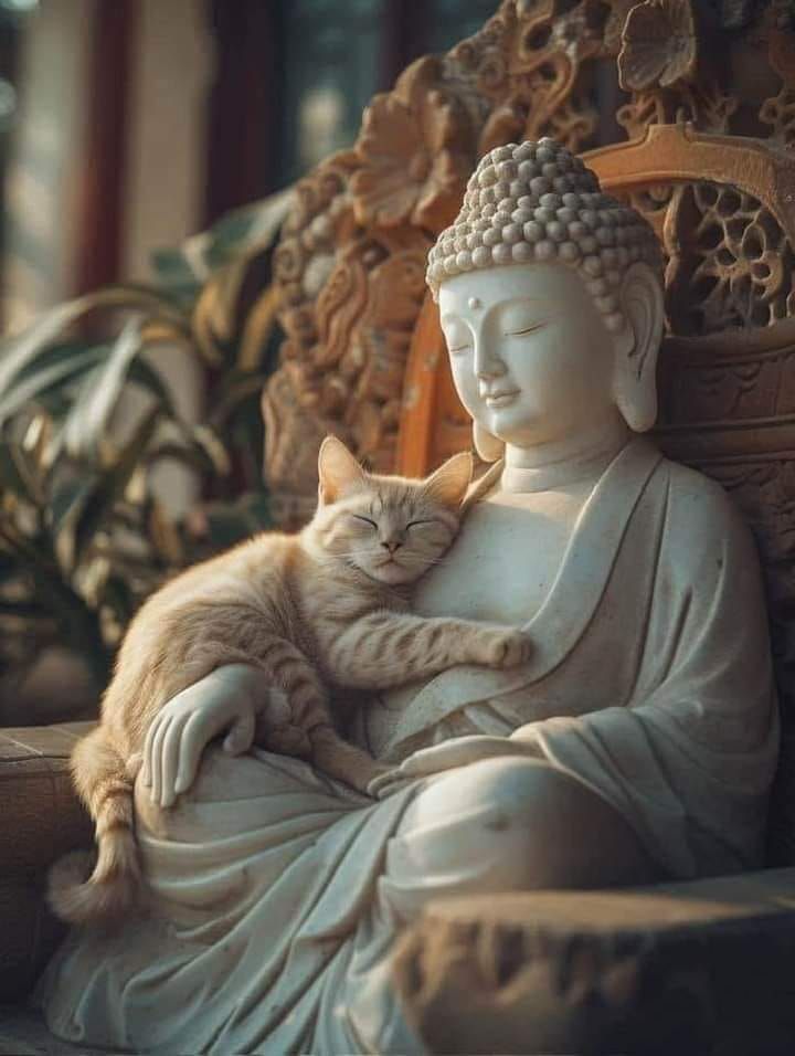 Buddha cat