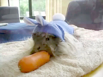 Easter Cavy