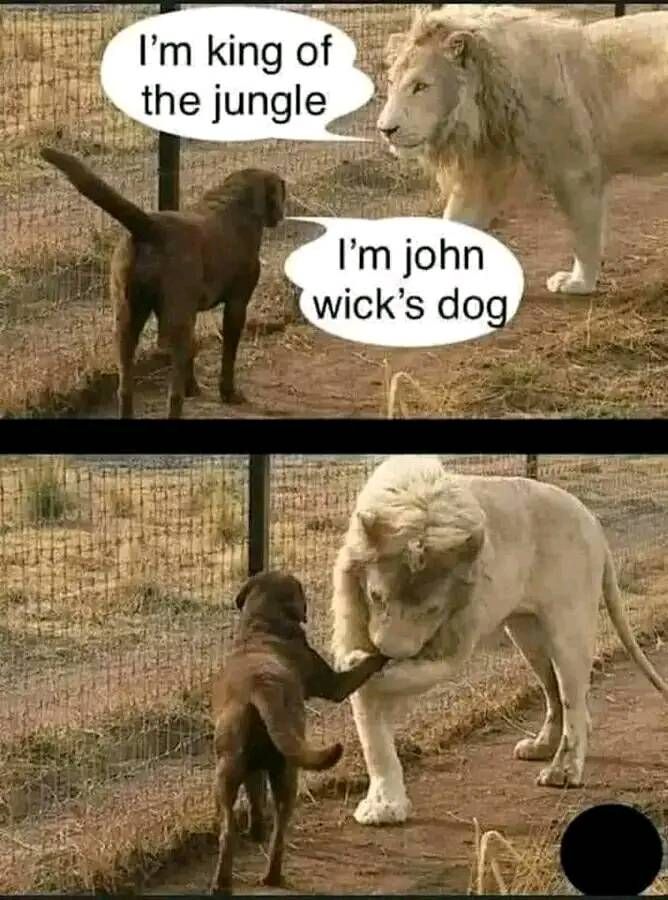 John Wick's dog